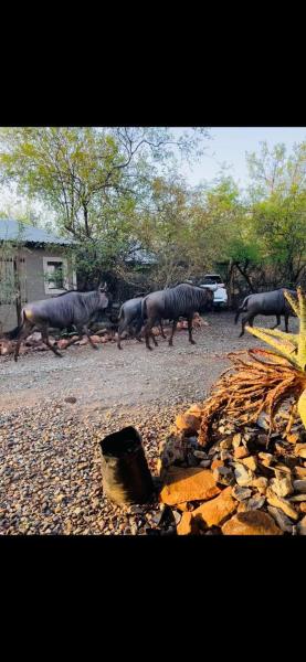 Shiringa kruger lodge